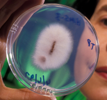 Souche cultivée de Fusarium oxysporum