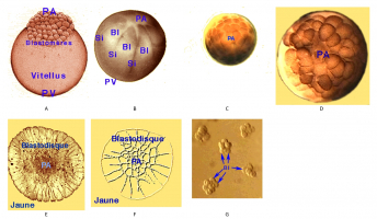 Clivage de 7 organismes différents : images légendées