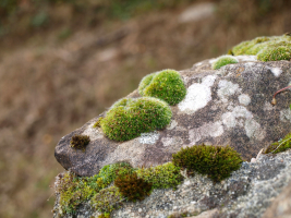 Mousses et lichens sur roche