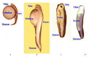 Organogénèse des poissons et amphibiens : images légendées