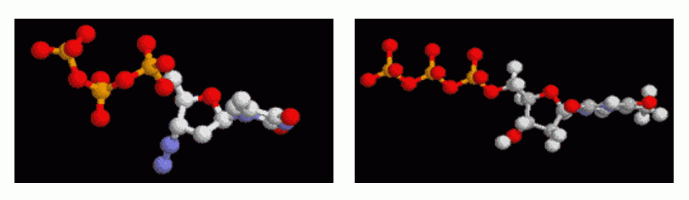 Structure moléculaire de l’AZT (AZT), comparée à la thymidine triphosphate (dTTP)