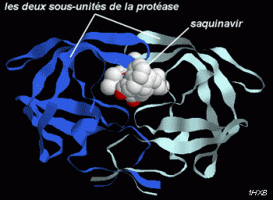 Fixation du saquinavir au niveau du site actif de la protéase du VIH