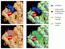 Exemple d'un mutant résistant au saquinavir (inhibiteur de protéase)