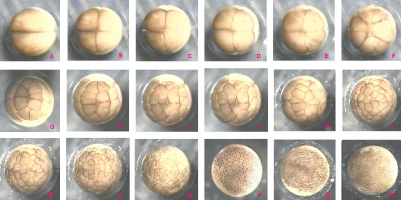 Différents stades de la segmentation de l'oeuf de xénope