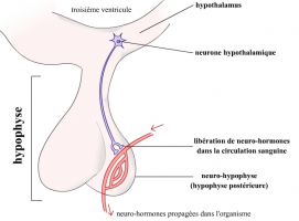 Libération de neurohormones au niveau de la neurohypophyse