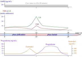 Concentrations hormonales de l’axe hypothalamo-hypophysaire au cours d’un cycle sexuel chez la femme en absence de fécondation