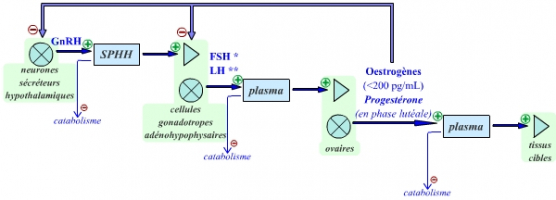 Représentation cybernétique de l’axe gonadotrope chez la femme pendant ses phases de fonctionnement en constance