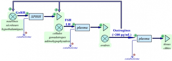 Représentation cybernétique de l’axe gonadotrope chez la femme pendant la période de fonctionnement en tendance