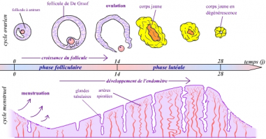 Représentation schématique simple d’un cycle sexuel chez la femme en absence de fécondation
