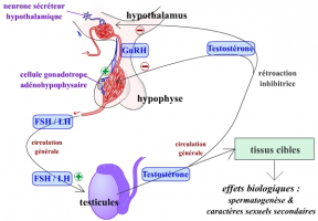 Représentation fonctionnelle de l’axe gonadotrope chez l’homme