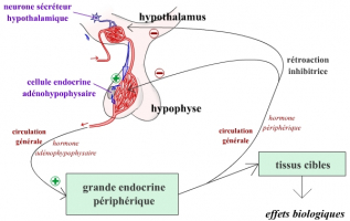 Représentation fonctionnelle schématique d’un axe hypothalamo-hypophysaire