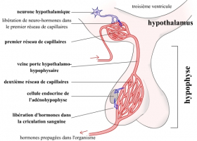 Le système porte hypothalamo-hypophysaire