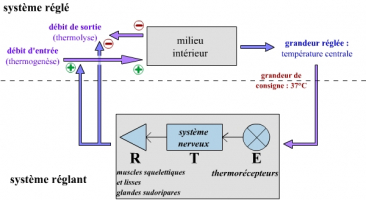 Représentation cybernétique du thermostat associé au maintien de la température chez l’Homme