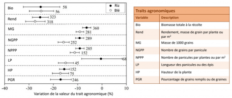 Méta-analyse de l’effet de la sécheresse sur les traits agronomiques du riz et du blé