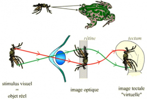 Objet réel, image optique et image tectale