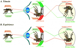 Conséquence d’une inversion dorso-ventrale de l’œil sur l’image tectale d’un objet