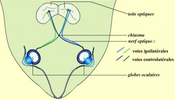 Les voies optiques de la grenouille (vue dorsale)