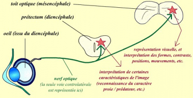 Projections du nerf optique vers les centres optiques