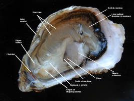 Anatomie interne légendée de l'huître