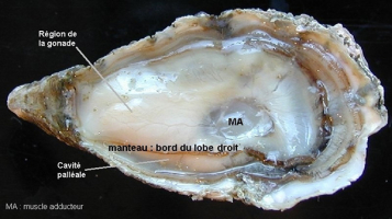 Huître en période de reproduction
