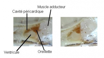 Coeur de l'huître in situ après ouverture du péricarde