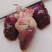 Appareil cardio-respiratoire