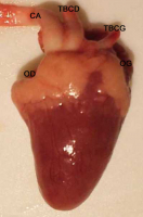 Coeur de poulet après élimination du péricarde et de la graisse périvasculaire