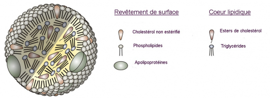 Structure générale d'une lipoprotéine