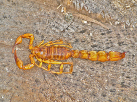 Le scorpion Androctonus australis