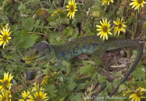 Le lézard ocellé Timon lepidus