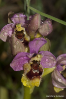 Photo d'Ophrys tenthredinifera dans son milieu