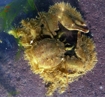 Un porcellane en vue dorsale