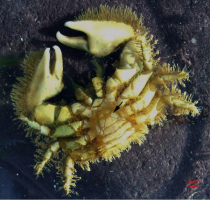 Un porcellane en vue ventrale