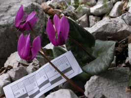 Cyclamen en fleurs