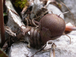 Hampe florale d'un cyclamen après fécondation