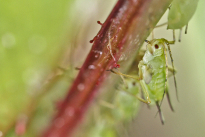 Puceron vert se nourrissant sur une branche de rosier