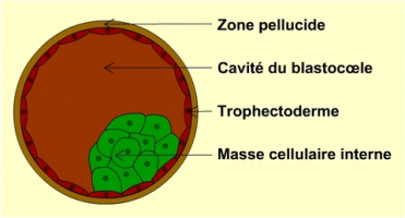 Schéma d'un blastocyste montrant la masse cellulaire interne dont est issu le futur embryon.