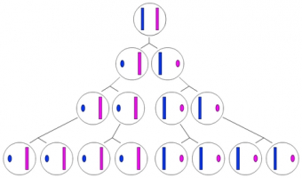 Schéma illustrant l'inactivation d'un chromosome X et sa transmission