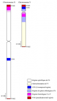 Comparaison du chromosome X et du chromosome Y