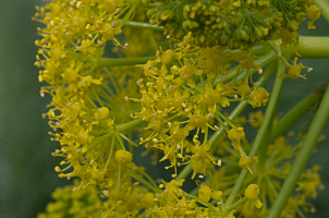 Fleurs en ombelle de la férule