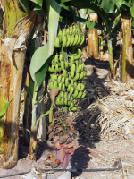 Régime de banane en cours de formation