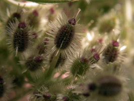 Infrutescence d'un pied de carotte