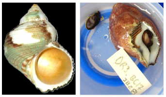 Deux exemples de mollusques gastéropodes