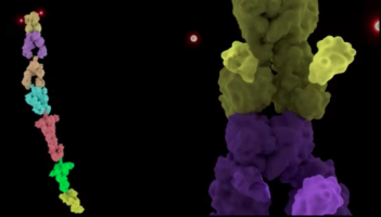 La synthèse d'un polycétide par une polycétide synthase à chaîne d'assemblage
