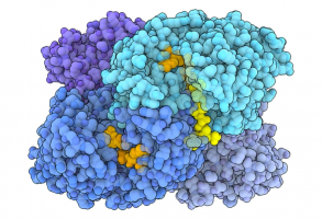 Modèle moléculaire d'une énoyl-CoA carboxylase/réductase