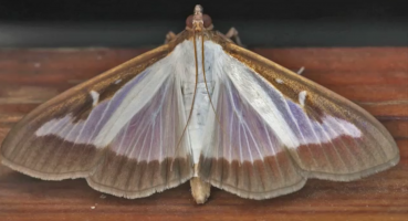 Imago de pyrale du buis