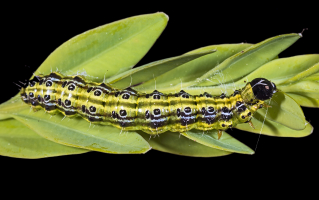 Chenille de Cydalima perspectalis