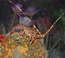 Langouste vivante