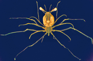 Larve phyllosome