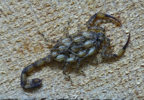 Jeunes scorpions sur le dos de leur mère